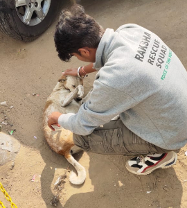 Animal-Rescue-1.jpg