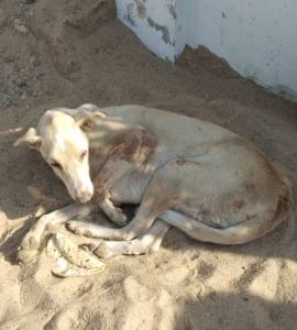 Animal-Rescue-2-2.jpg