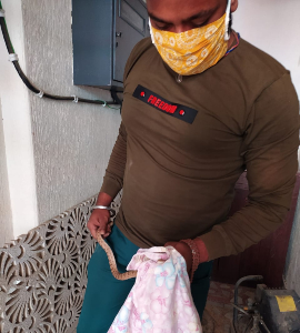 Snake-Rescue-2.jpg