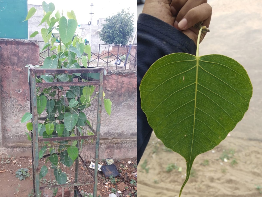Peepal Plant
