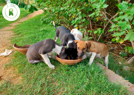 Lockdown-Animal-Feeding.jpg